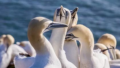 开云中国-NBA赛季关键比赛复盘，nba赛季回顾