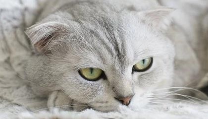 开云中国-NBA赛季关键比赛复盘，nba赛季回顾