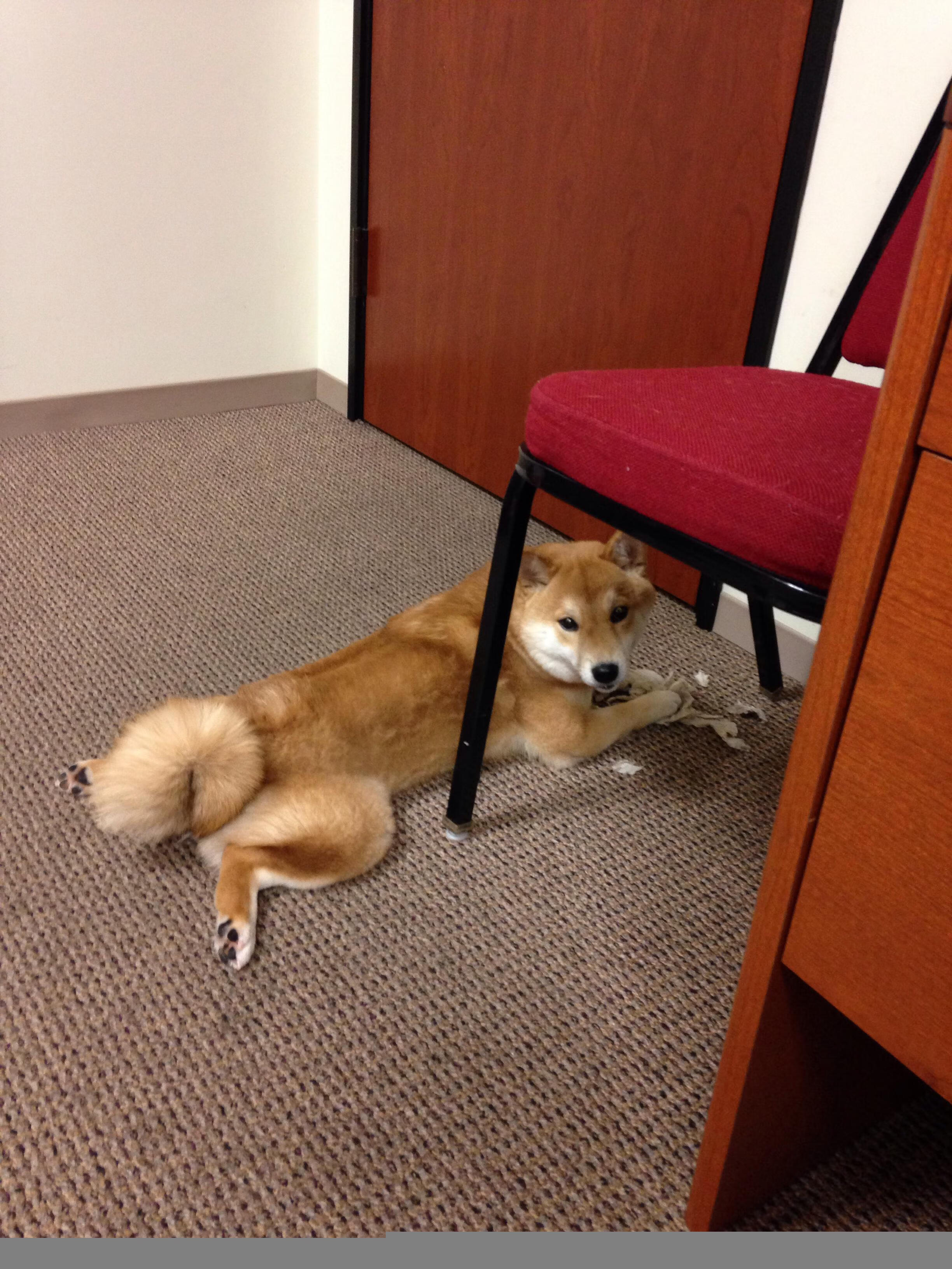 WRC精彩转播:直播背后的故事,wrc直播在哪里看