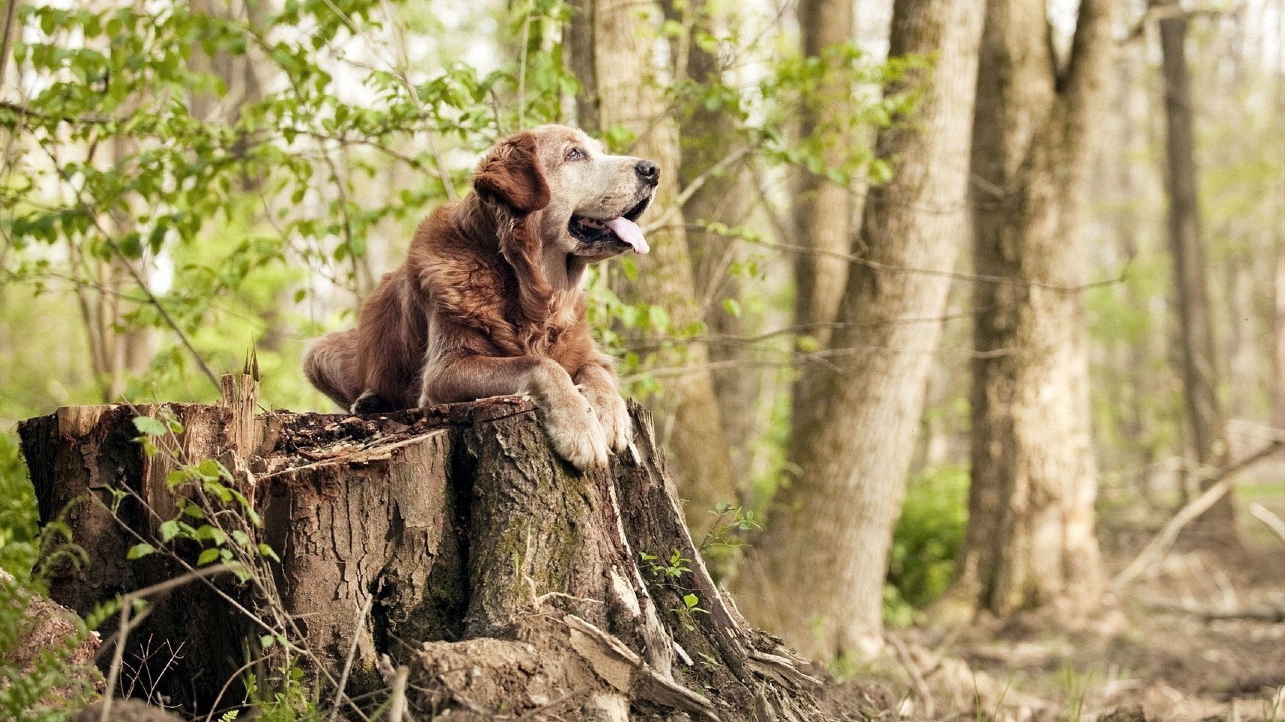 WRC赛场激战：车手间的巅峰对决，wrc赛车视频