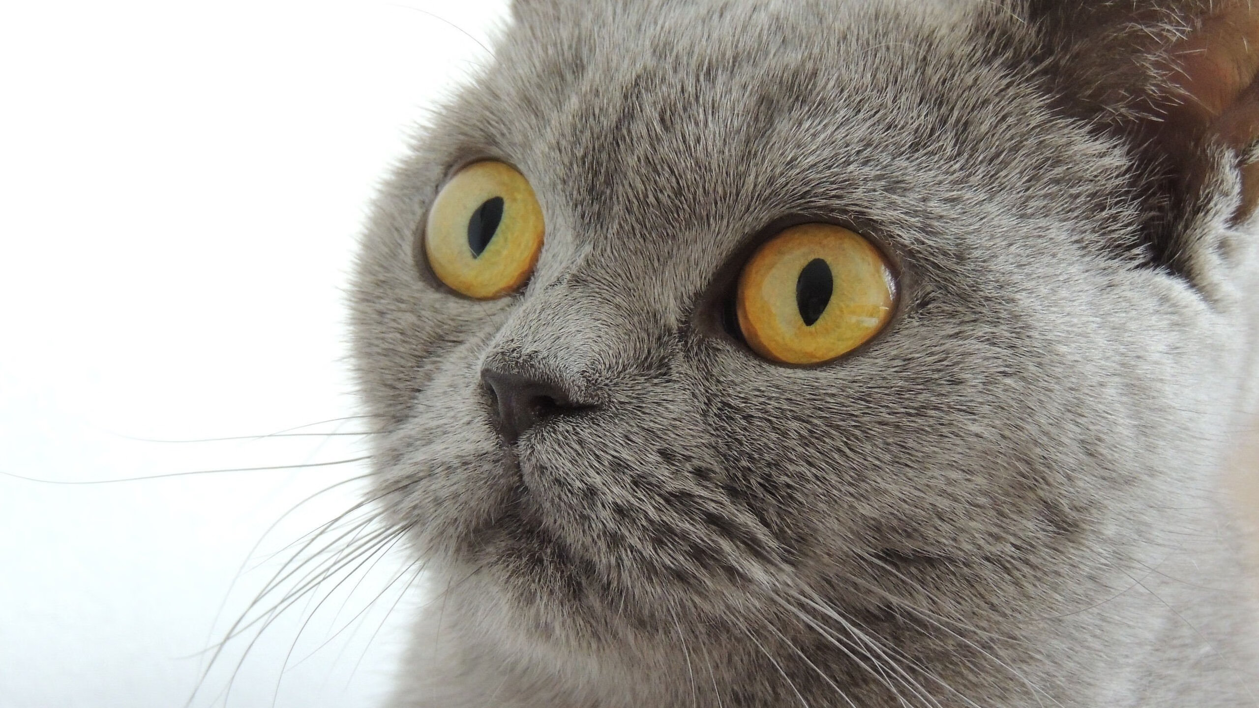 科技领域：虚拟现实+AI驱动沉浸式观赛新体验，沉浸式虚拟现实的分类