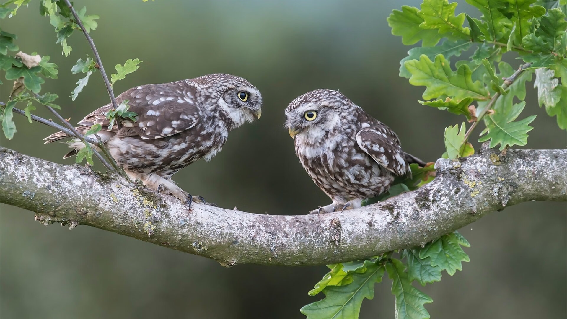 美国队在巴黎奥运会比赛中展现出强大的远射能力,奥运会美国队热身