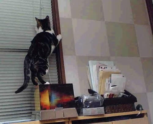 JDG裁判团队引进先进比赛录像回放系统,竞技裁判