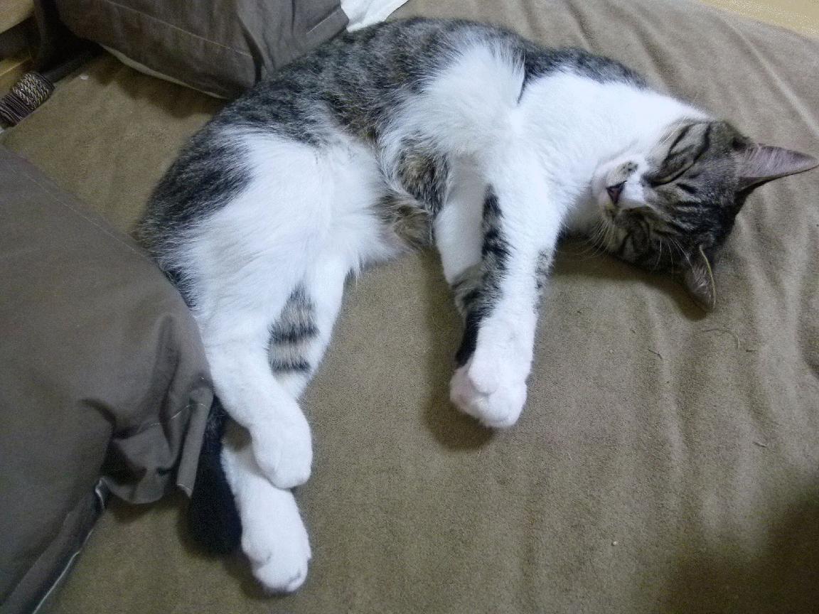 亚洲杯赛事精彩纷呈，球迷热情高涨，亚洲杯杯赛程2021