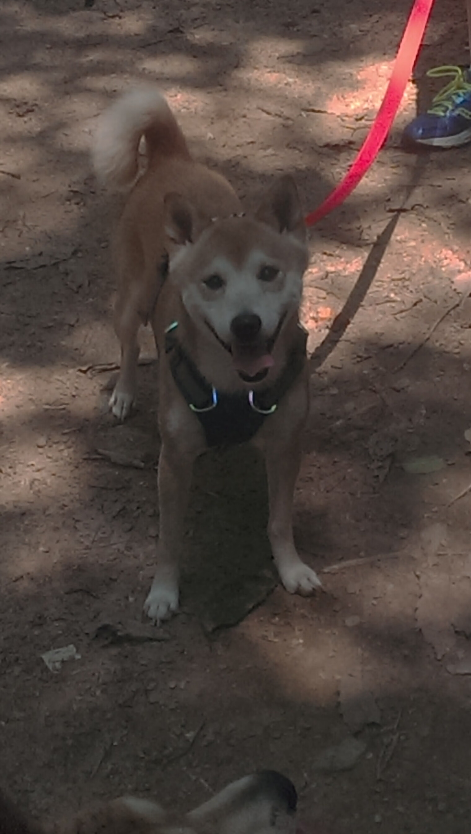 开云体育APP下载-山东泰山俱乐部续约重要赞助商，山东泰山俱乐部在济南注册