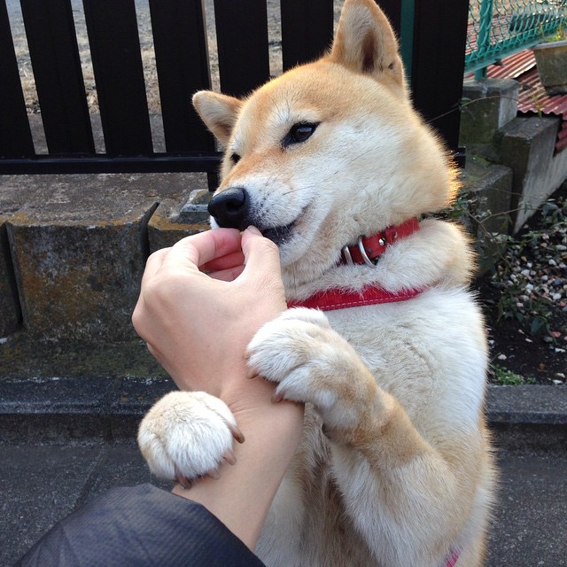 山东泰山俱乐部续约重要赞助商,山东泰山队赞助商