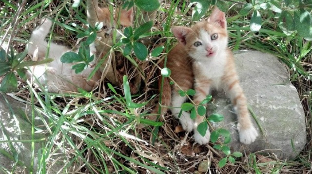 热刺门将洛里神勇扑出点球，助球队取胜，热刺队长是凯恩还是洛里