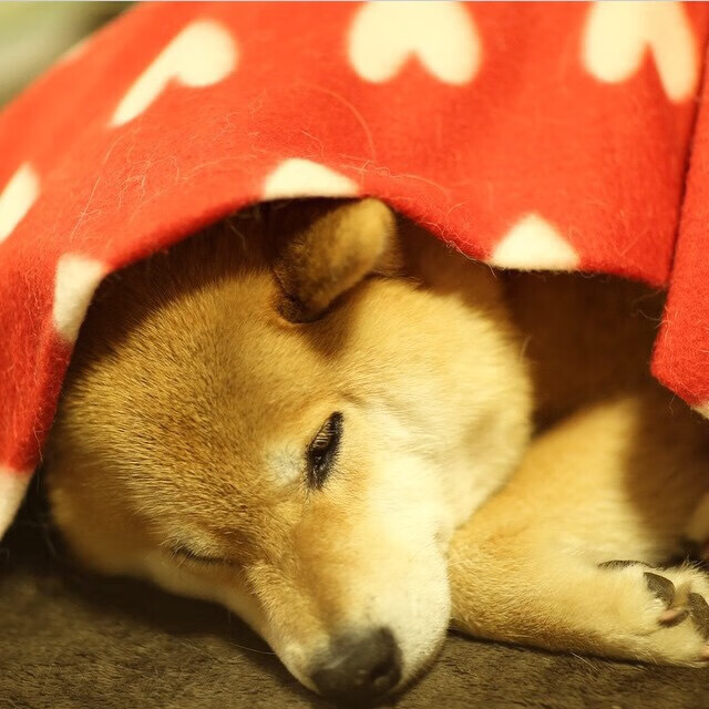 老将与新星融合是否是争冠新方向,老将和老将能不能见面