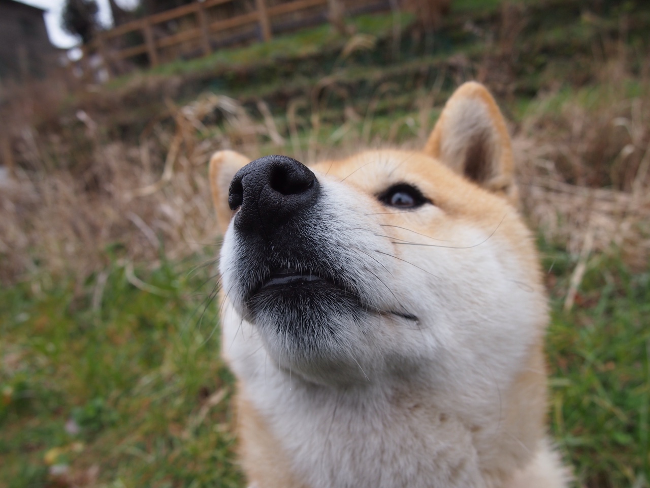 开云·Kaiyun网页版-老将是否应转型为场上导师角色，老将是否应转型为场上导师角色