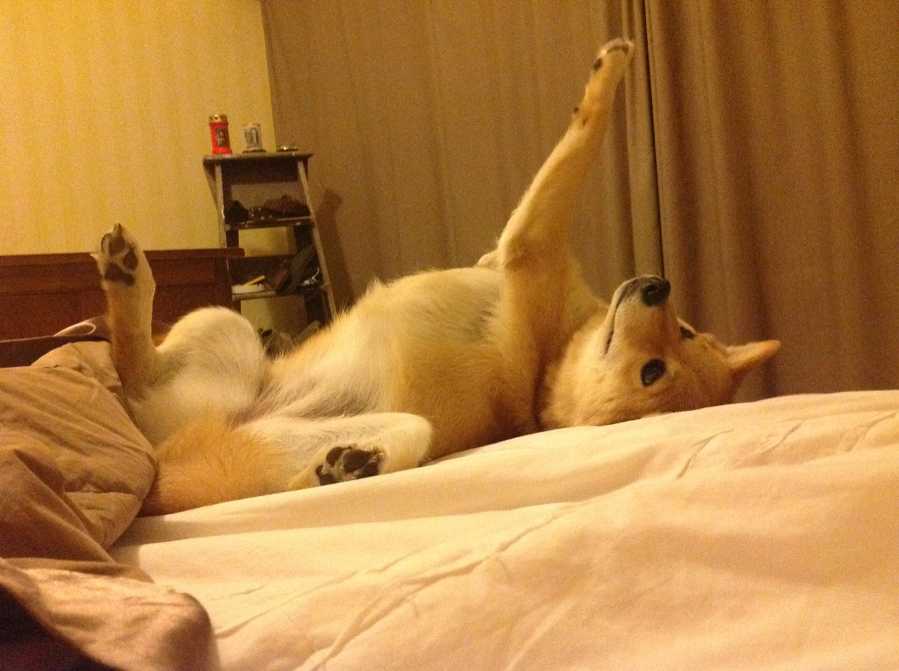 职业球员退役后出路是否足够多元化,职业球员退役年龄