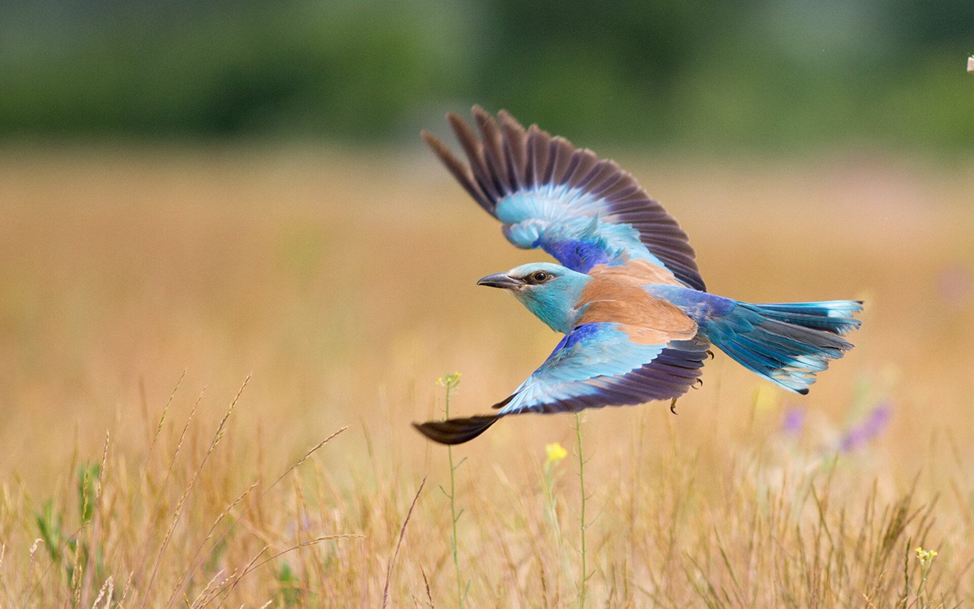 长春亚泰主场力克对手,积分榜排名稍有提升,长春亚泰 主场