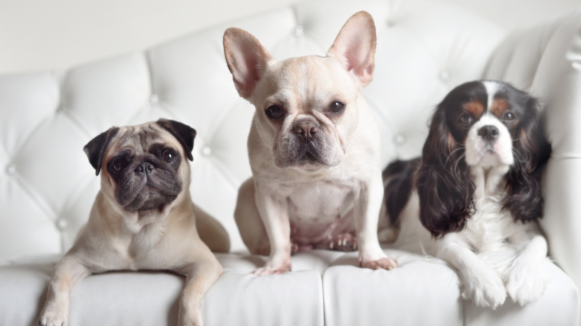 非洲女足联赛即将展开新一轮比赛,非洲杯女足