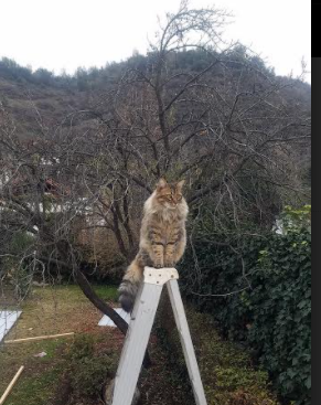 NBA球队战术演变历史回顾,nba球队战术演变历史回顾视频