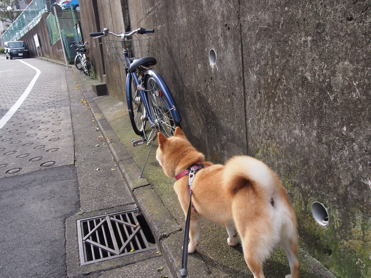 国际极限运动滑板赛中国少年获银牌，滑板竞赛