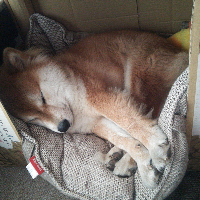 讲述足球传奇:那些永不过时的经典故事,足球的传奇人物