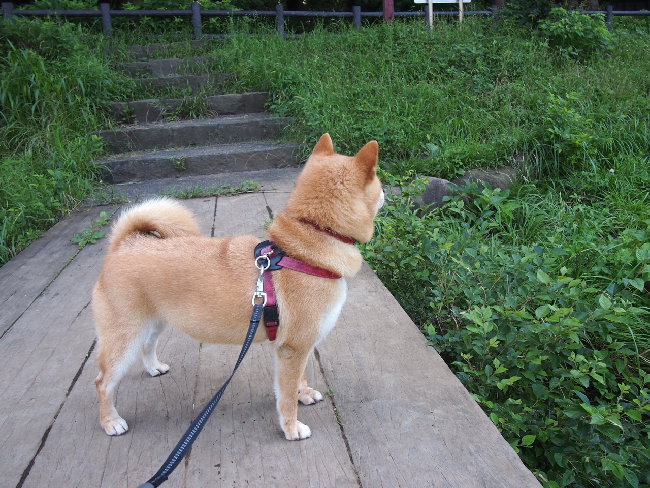 高校运动员心理健康维护机制,运动员心理健康的重要性