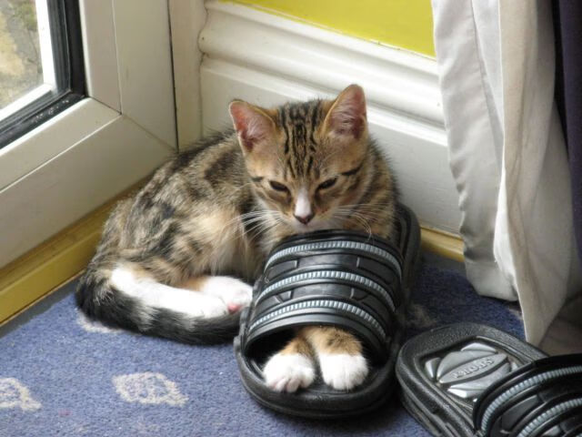 国际乒乓联赛新赛季开幕,全球球迷关注,国际乒联最新乒乓球比赛规则