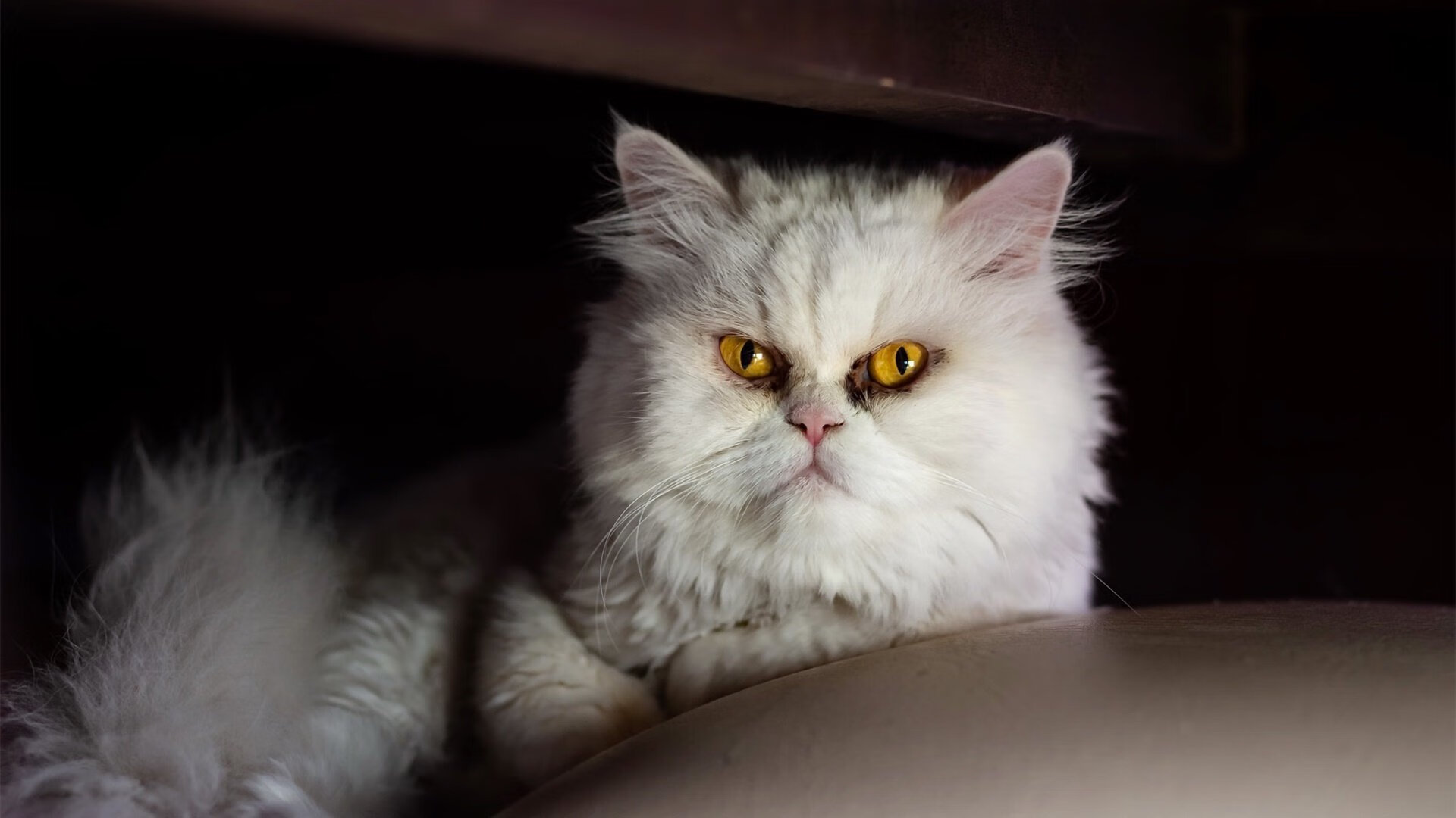 国际篮联发布裁判评分白皮书,透明度与标准化并重,国际篮球裁判规则大全