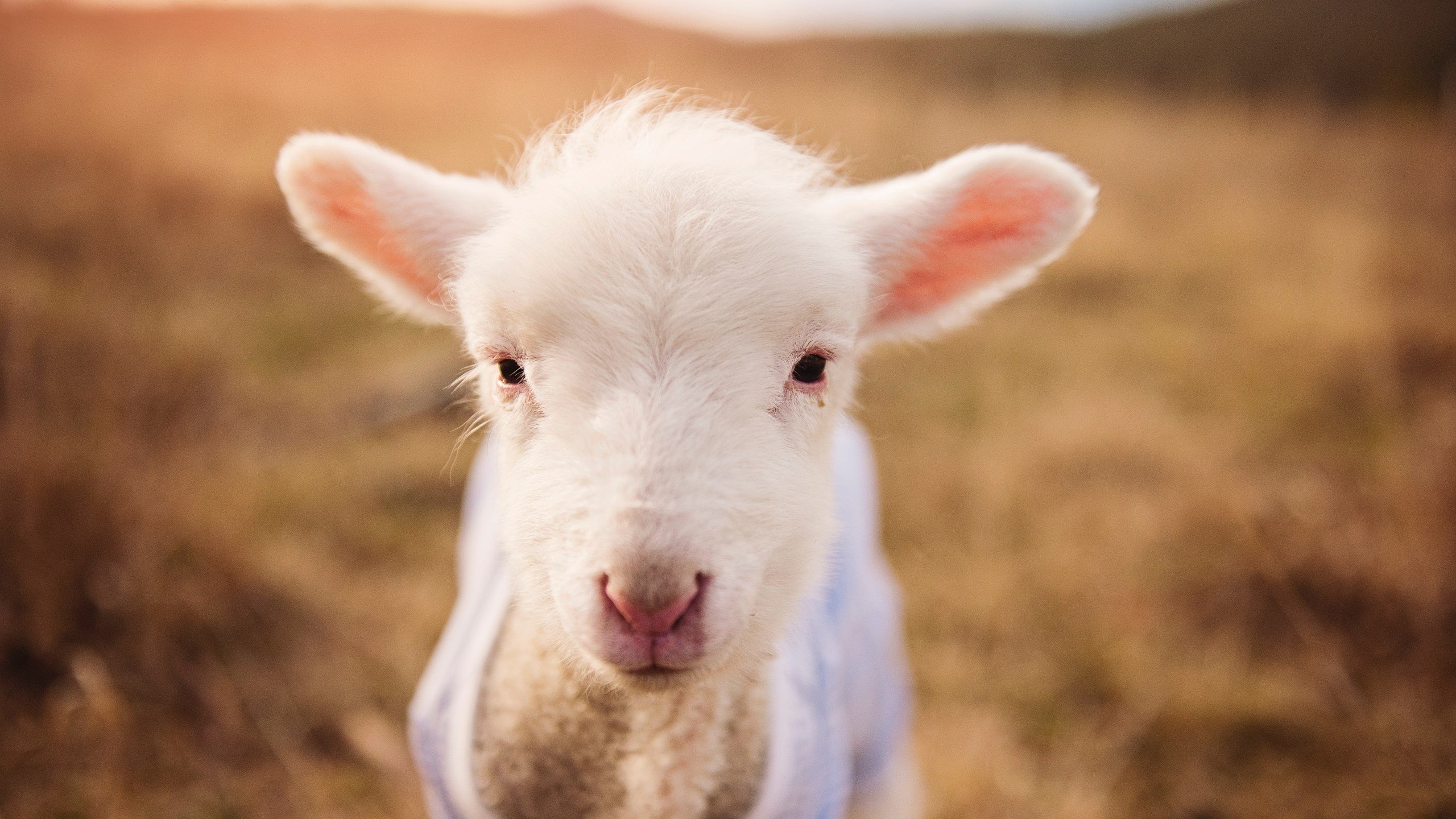 巴黎圣日耳曼继续强势领跑,希冀本赛季夺冠