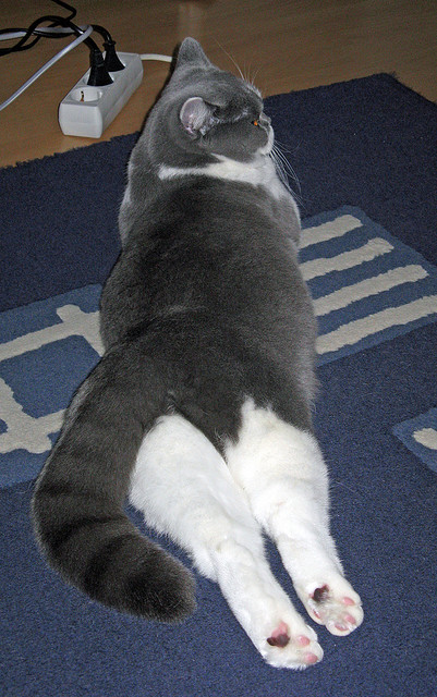 新闻中心发布国际合作赛事承办流程及责任说明,2021国际合作