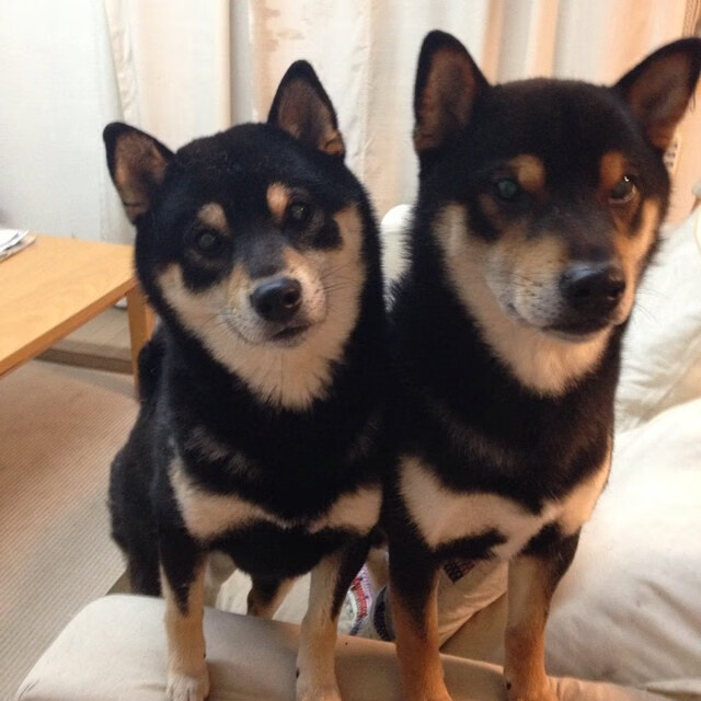 未来足球：虚拟场馆与增强现实结合，打造沉浸式体验，未来足球app