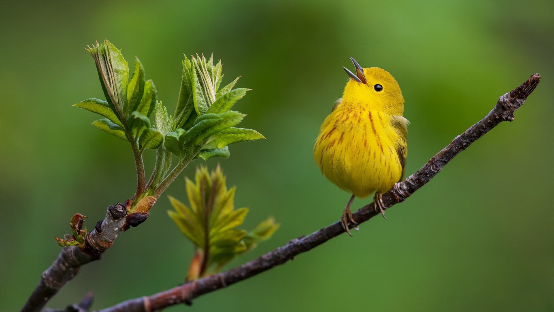 开云官方网页登录-欧洲杯战术创新：变阵、突破、奇迹不断！，欧洲杯战术分析