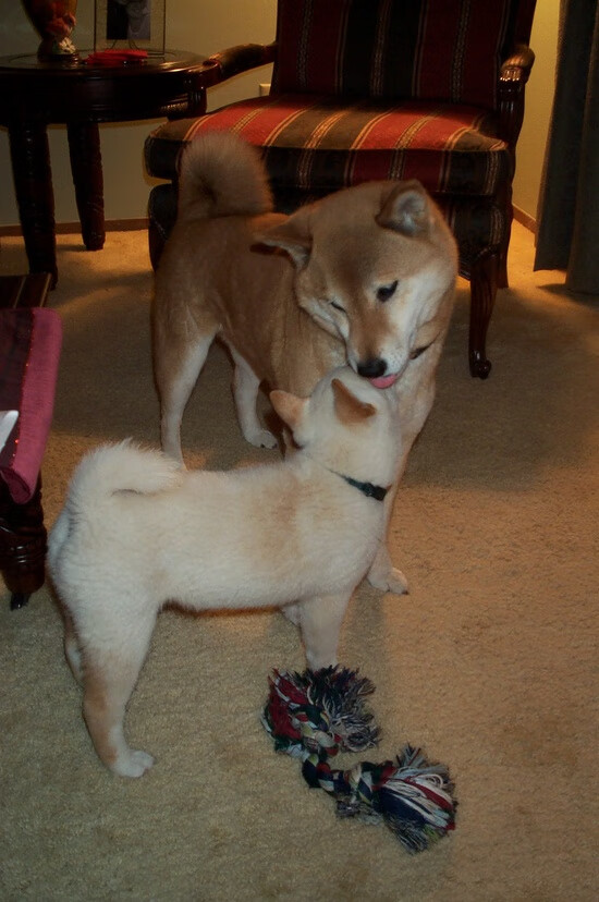 苏炳添受邀参与科学运动研究项目,苏炳添副教授